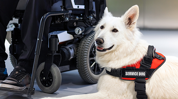 The Louisiana Support and Service Animal Integrity Act